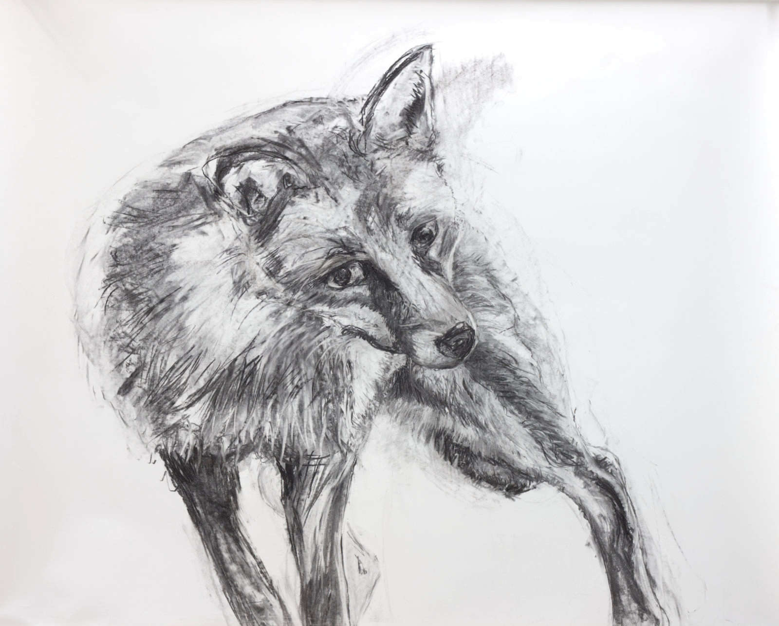 Fox study (tender eyes)
