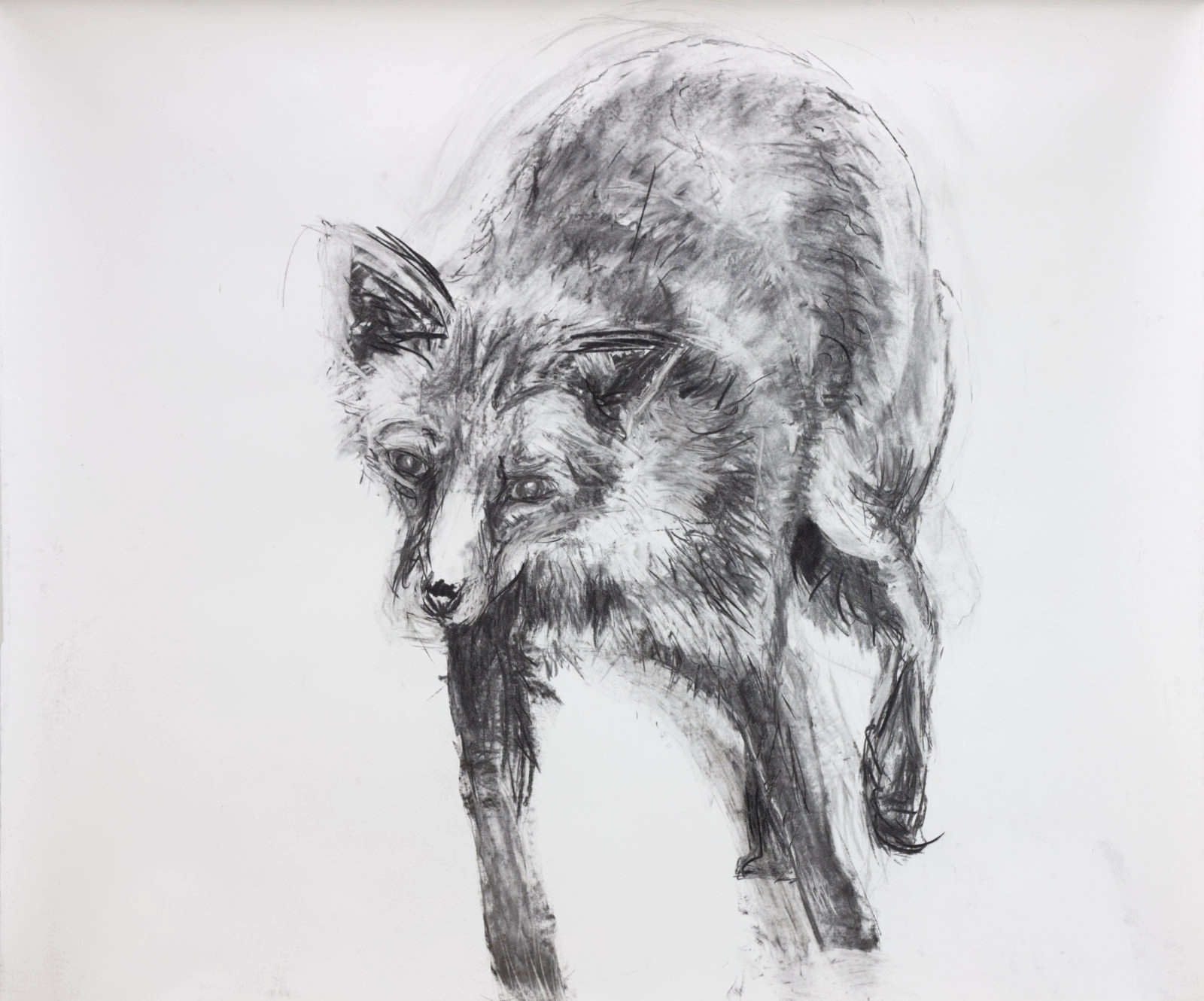 Fox study (uncertain)