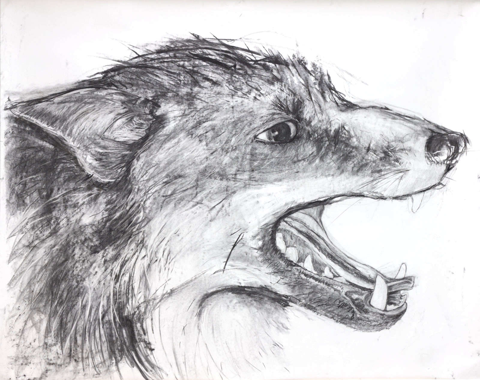 fox study (teeth)