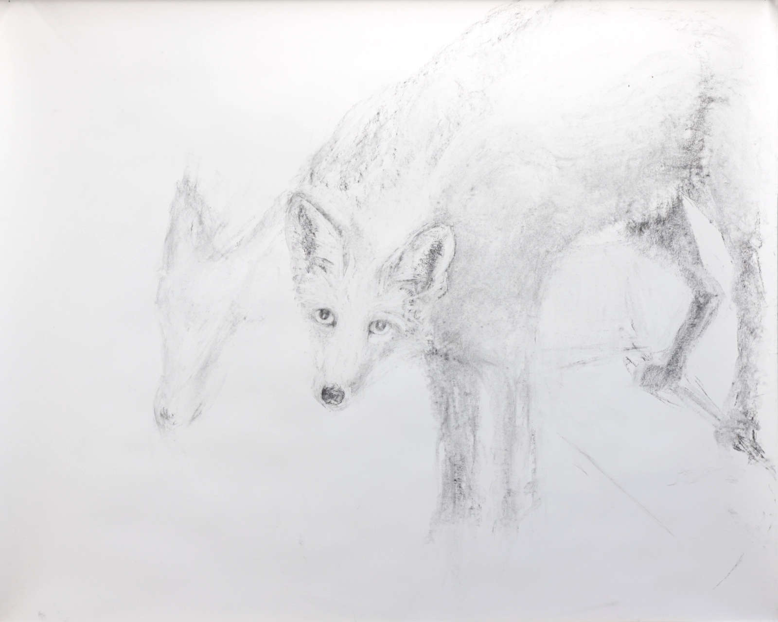 Fox study (two heads)