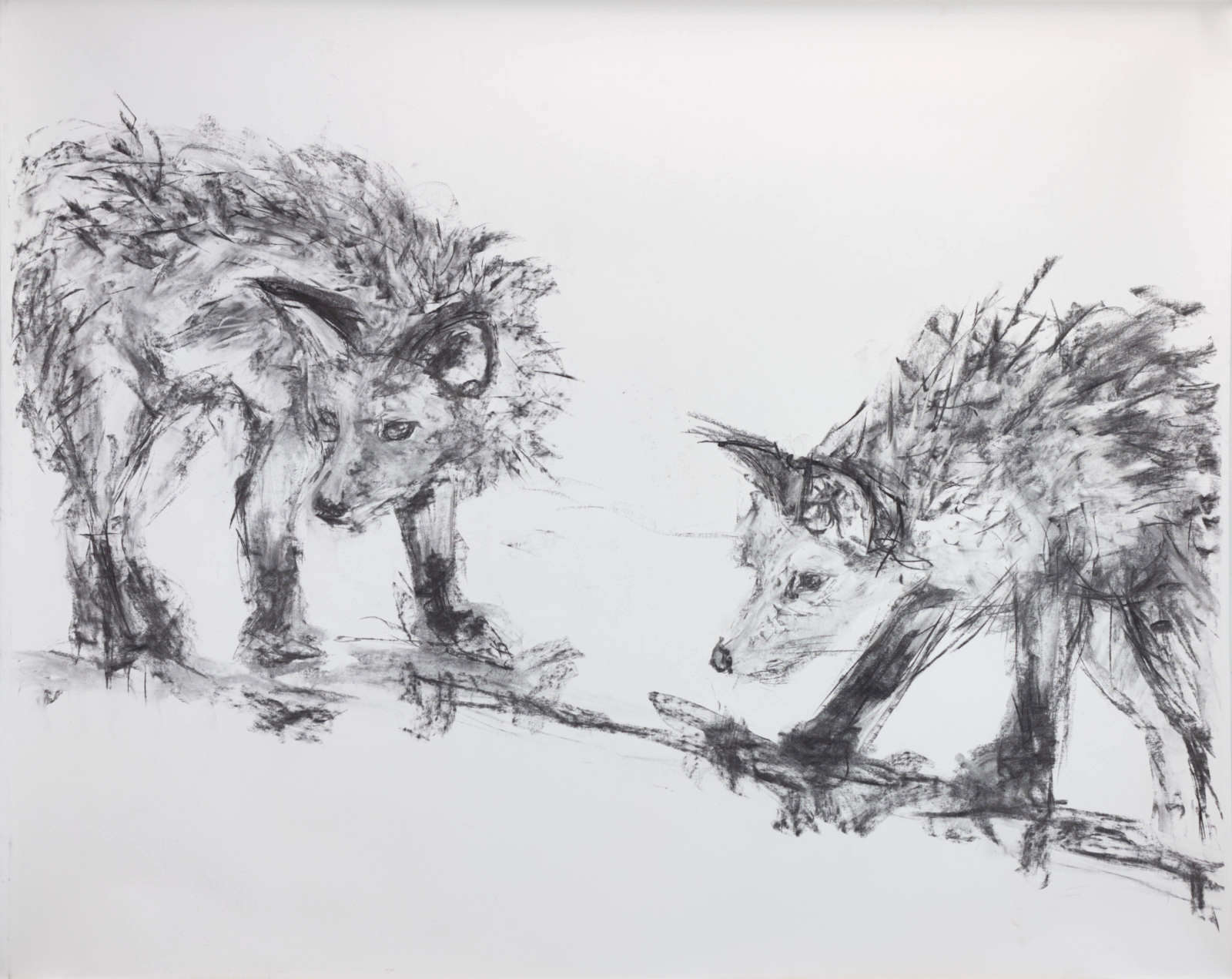 Fox cubs