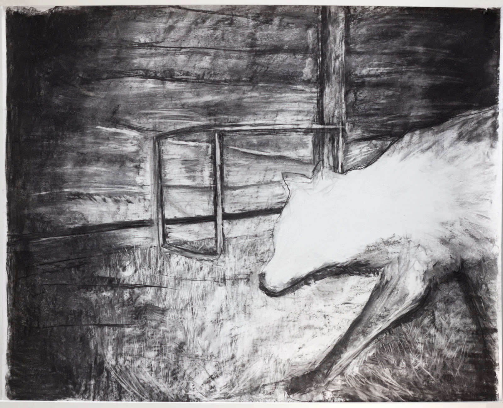 Fox study (prowling)